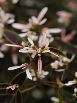 EUPHORBIA - 'Breathless Blush'